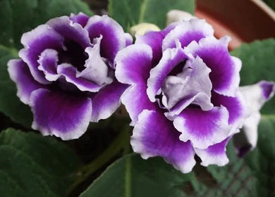 White Purple Brazilian Gloxinia Flower Seeds – Heirloom, Non-GMO, High Germination Seeds for Planting