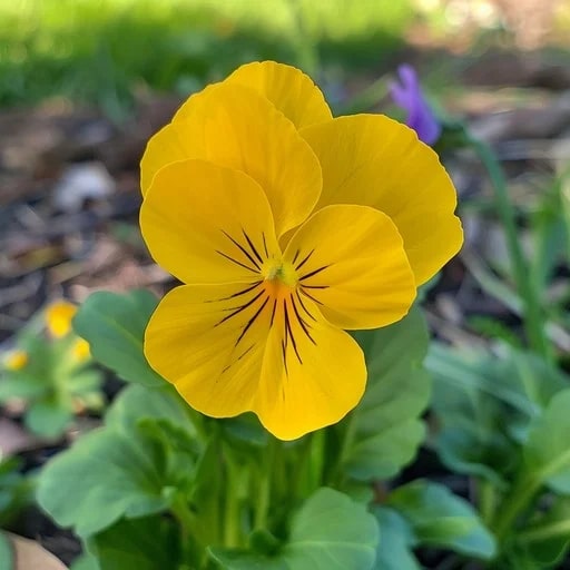Yellow Pansy Flower Seeds for Planting – Heirloom, Non-GMO, High Germination Organic Garden Seeds