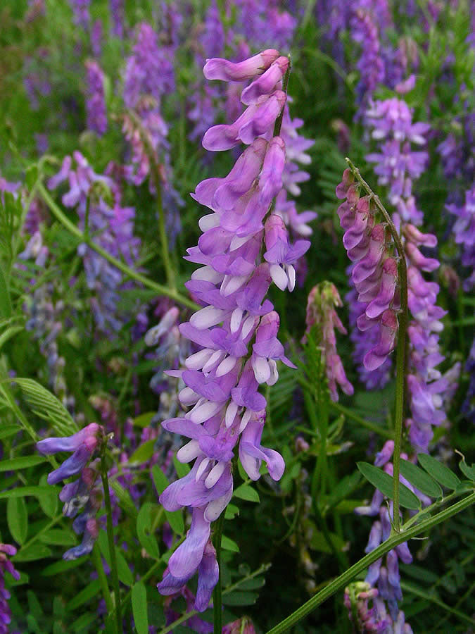 Purple Vetch Flower Seeds for Planting – Heirloom Non-GMO, High Germination Organic Garden Seeds