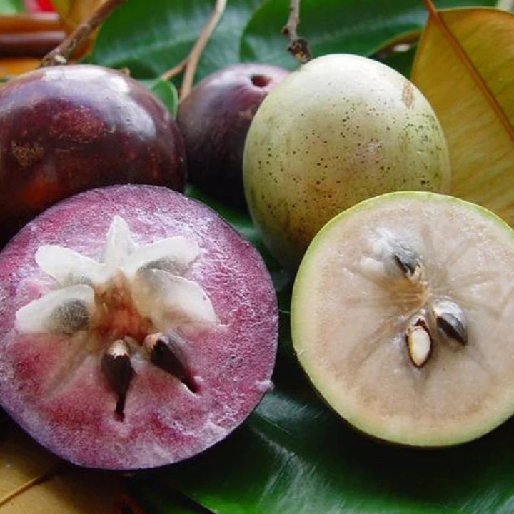 Fresh Vietnam Milk Melon Fruit Seeds for Planting - Heirloom & Non-GMO Garden Seeds