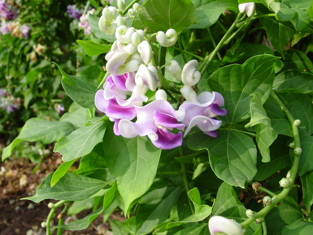 Vigna Caracalla Flower Seeds for Planting – Heirloom Non-GMO, High Germination Organic Garden Seeds