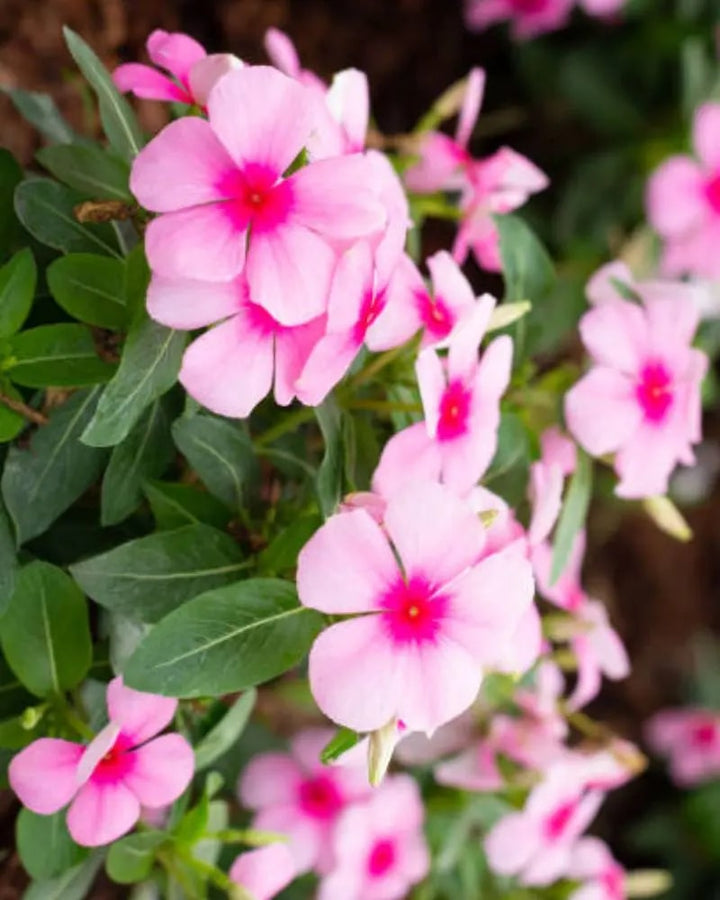 Vinca Flower Seeds for Planting – Heirloom, Non-GMO, High Germination Organic Garden Seeds