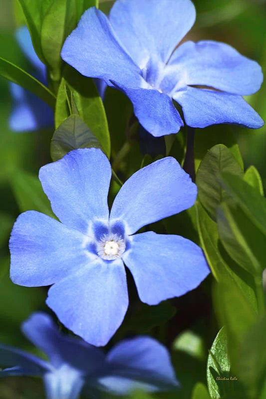 Blue Vinca Flower Seeds for Planting – Heirloom, Non-GMO, Perfect Border Garden Seeds