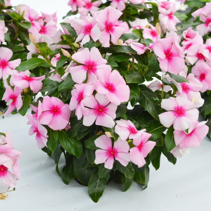 Vinca Flower Seeds for Planting – Heirloom, Non-GMO, High Germination Organic Garden Seeds