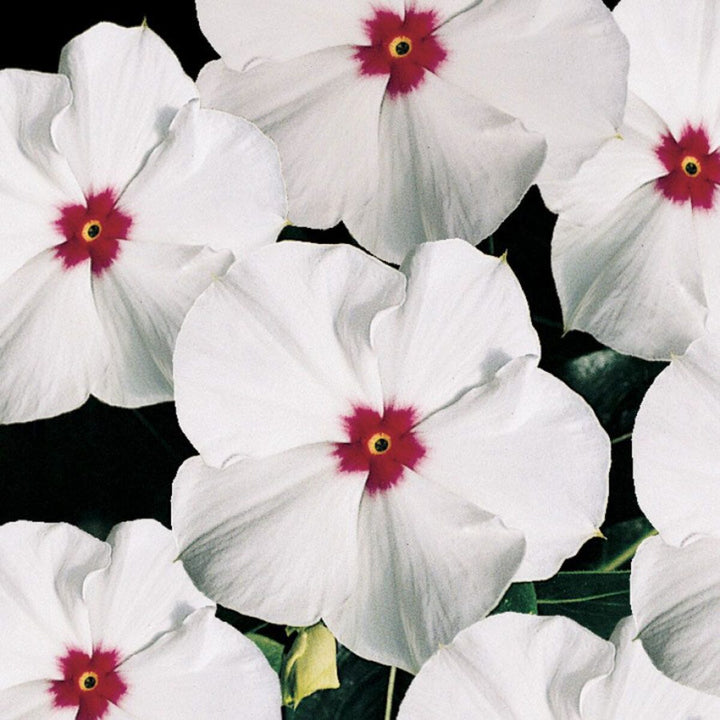Polka Dot Vinca Flower Seeds for Planting – Heirloom Non-GMO Wildflower Mix, High Germination