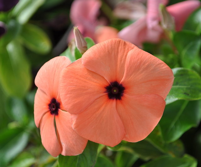Orange Vinca Flower seeds for Planting – Colorful Display, Heirloom &amp; GMO Free Seeds for Home Garden