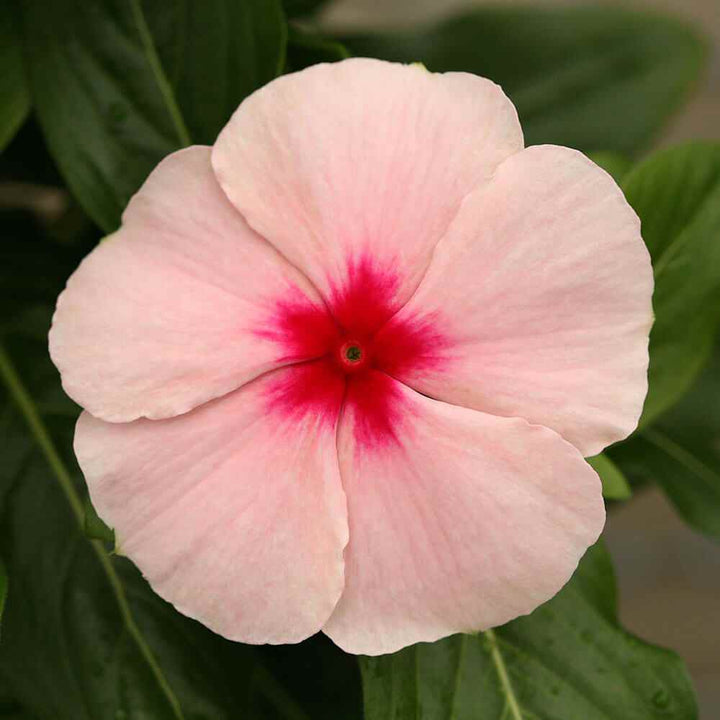 Titan Apricot Rosea Periwinkle Vinca Seeds for Planting – Heirloom, Non-GMO, High Germination