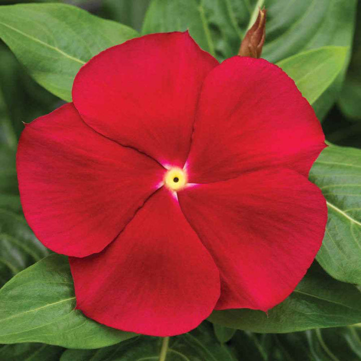 Flower Seeds, Seeds,Seeds For Planting,Plant Seeds