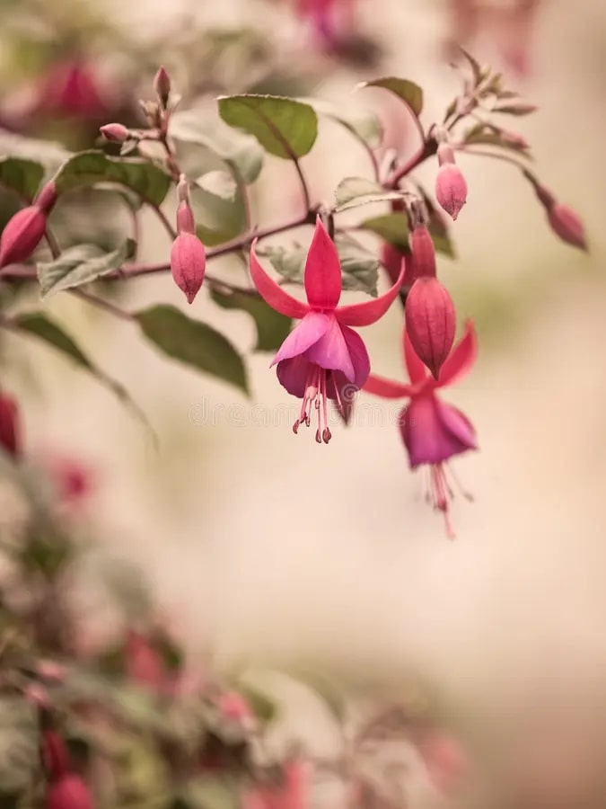 Pink Red Fuchsia Flower Seeds for Planting - Long Bloom Season, Heirloom & Non-GMO Organic Garden Seeds