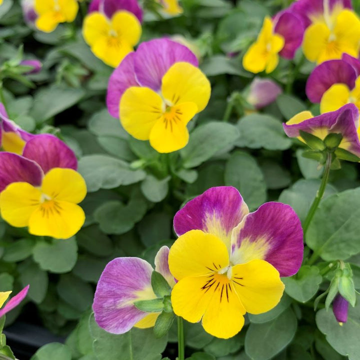 Yellow Pink Mini Violet Flower Seeds for Planting – Heirloom, Non-GMO, Wildflower Mix, High Germination