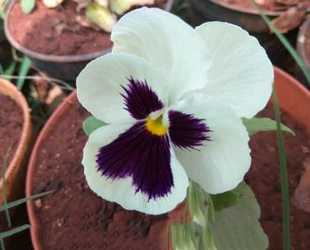 Purple Cream Pansy Flower Seeds for Planting – Heirloom, Non-GMO, High Germination Organic Garden Seeds