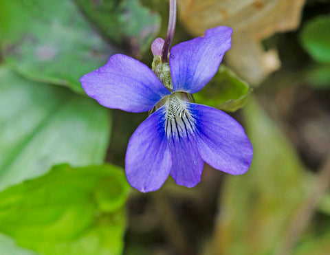 Flower Seeds, Seeds,Seeds For Planting,Plant Seeds