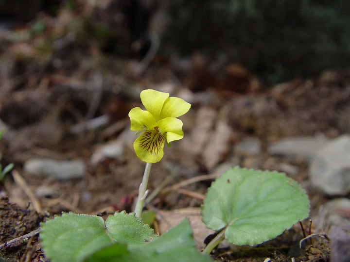 Yellow Rotundifolia Flower Seeds for Planting | Heirloom, Non-GMO, High Germination Organic Garden Seeds for Ground Cover Blooms