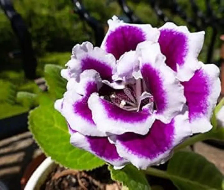 Brazilian Gloxinia Flower Seeds for Planting – White Violet, Heirloom, Non-GMO, High Germination Organic Garden Seeds