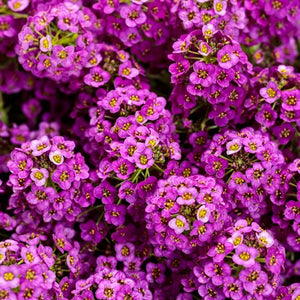 Flower Seeds, Seeds,Seeds For Planting,Plant Seeds