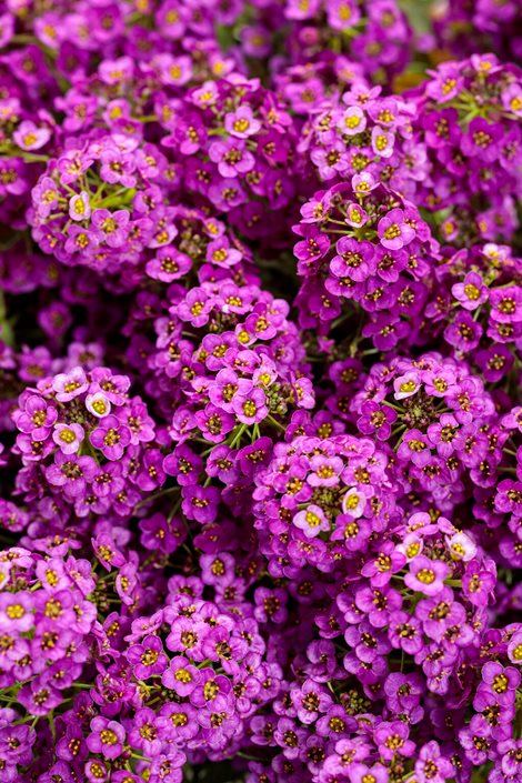 Flower Seeds, Seeds,Seeds For Planting,Plant Seeds