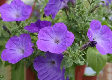 Blue Light Purple Petunia Flower Seeds for Planting – Heirloom, Non-GMO, High Germination Garden Seeds