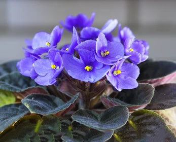 Purple Mini Violet Rare Flower Seeds for Planting – Heirloom Non-GMO Organic Garden Seeds, High Germination