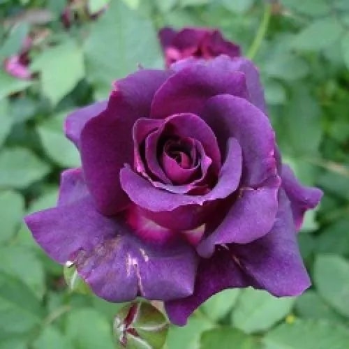 Violet Rose Flower Seeds for Planting – Garden Favorite, Heirloom, Non-GMO Seeds for Home Garden