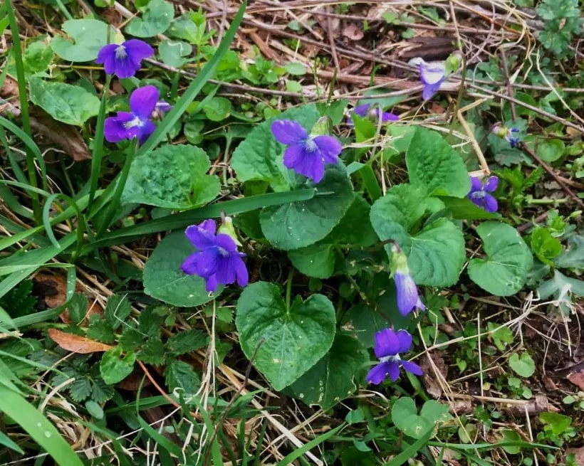 Light Blue Mini Violet Flower Seeds for Planting – Heirloom, Non-GMO, High Germination Organic Garden Seeds