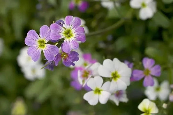 Malcolmia maritima (Virginia Stock) Flower Seeds for Planting – Heirloom, Non-GMO Fragrant Blooms for Cool-Season Gardens
