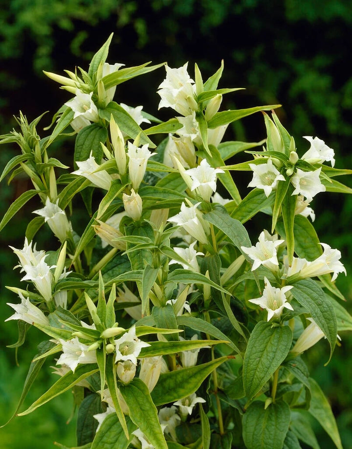 White Gentian Flower Seeds for Planting – Easy to Grow, Heirloom, Non-GMO Seeds for Home Garden