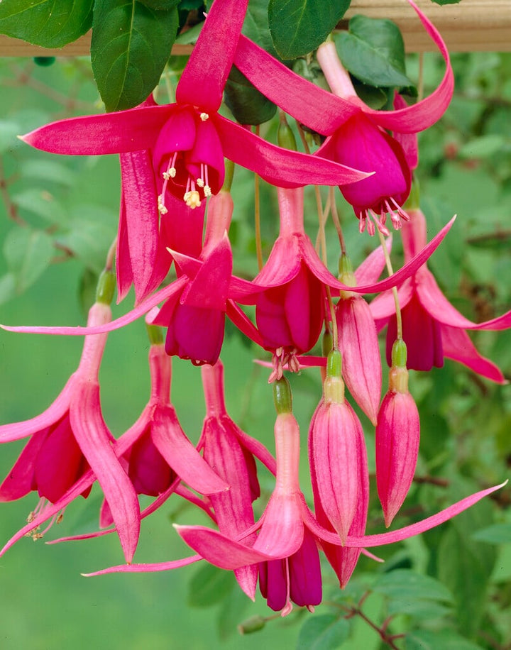 Red Fuchsia Flower Seeds for Planting – Heirloom Non-GMO Seeds, High Germination, Organic Garden Seeds