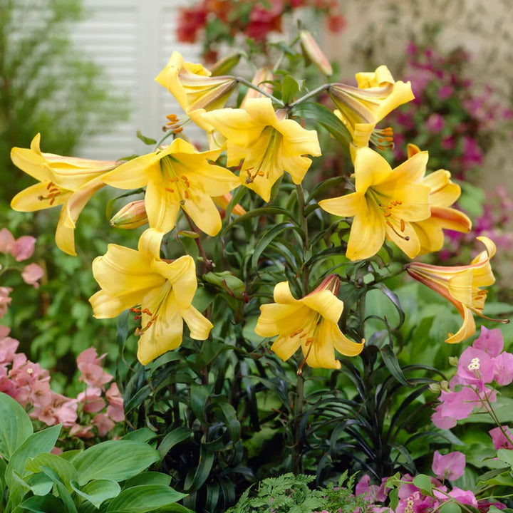 Flower Seeds, Seeds,Seeds For Planting,Plant Seeds
