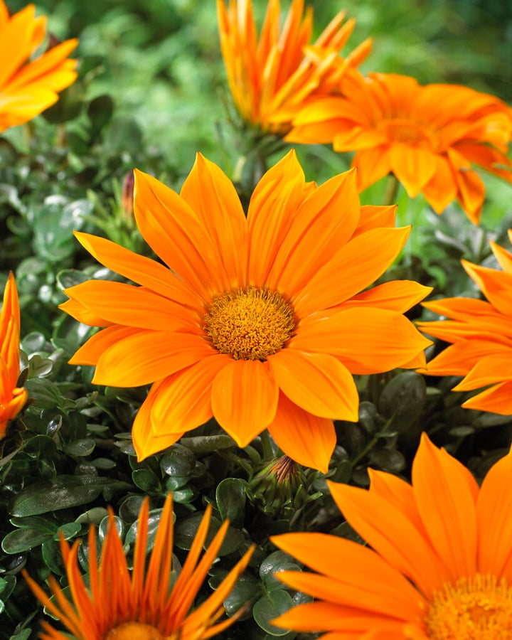 Orange Gazania Flower Seeds for Planting – Heirloom, Non-GMO, High Germination Organic Garden Seeds