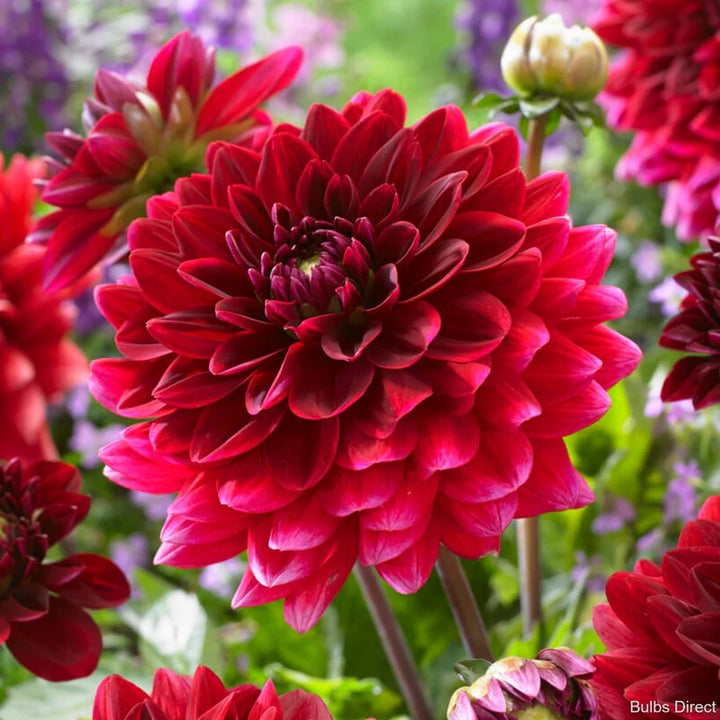 Dark Red Two Color Dahlia Flower Seeds for Planting – Pollinator Friendly, Heirloom, Non-GMO, High Germination Organic Garden Seeds