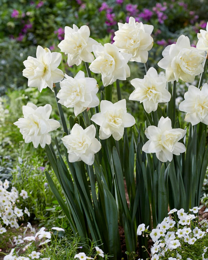 White Double Daffodil Flower Seeds for Planting – Heirloom, Non-GMO, High Germination, Organic Garden Seeds