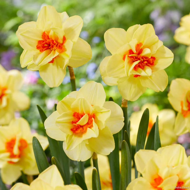 Yellow Red Double Narcissus Flower Seeds for Planting – Heirloom, Non-GMO, Fragrant Organic Garden Seeds with High Germination