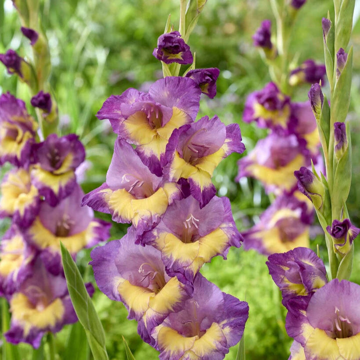 Purple Yellow Gladiolus Flower Seeds for Planting – Heirloom, Non-GMO, High Germination Seeds