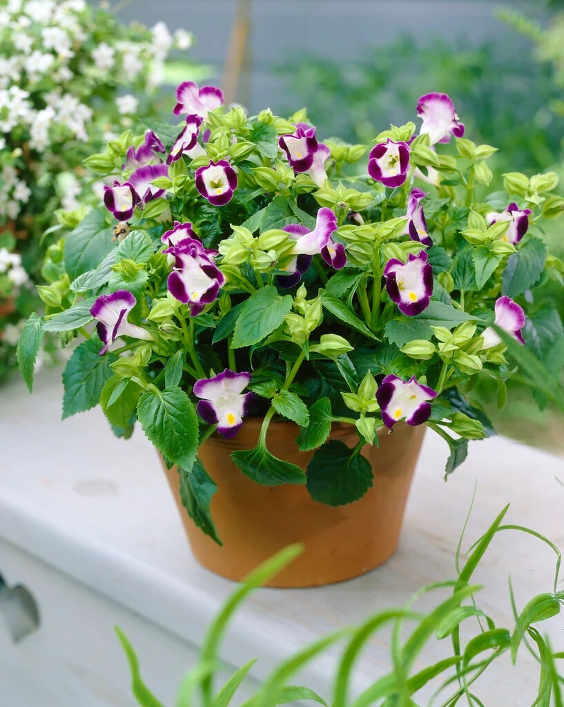 Torenia Wishbone Flower Seeds for Planting – Heirloom, Non-GMO, High Germination