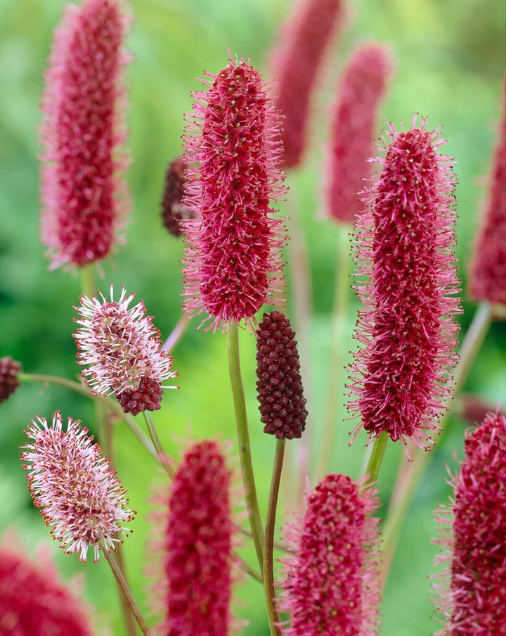 Sanguisorba Flower Seeds for Planting – Heirloom, Non-GMO, High Germination Seeds