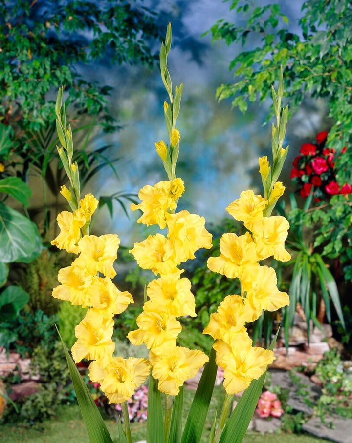 Yellow Gladiolus Flower Seeds for Planting – Heirloom Non-GMO, High Germination Organic Garden Seeds