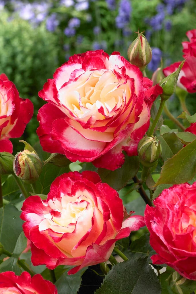 Double Delight Rose Flower Seeds for Planting – Heirloom, Non-GMO, High Germination