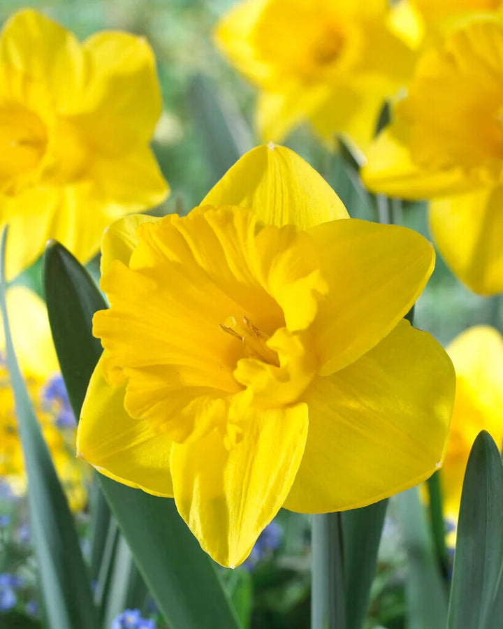 Thick Yellow Narcissus Flower Seeds for Planting – Heirloom Non-GMO, High Germination Organic Garden Seeds