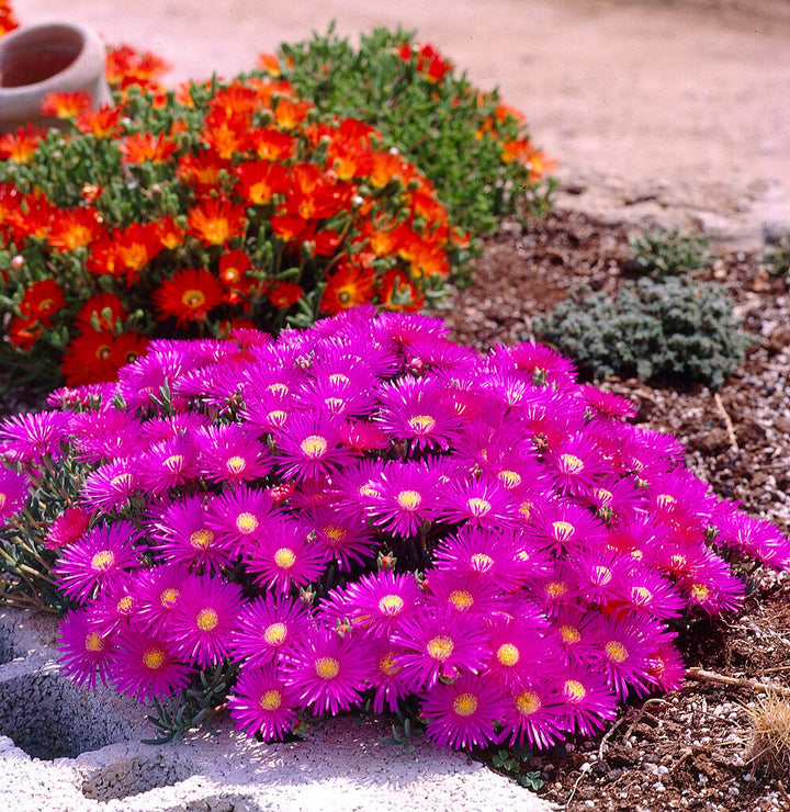 Pink Succulent Flower Seeds for Planting – Heirloom, Non-GMO, Shade-Tolerant Garden Seeds