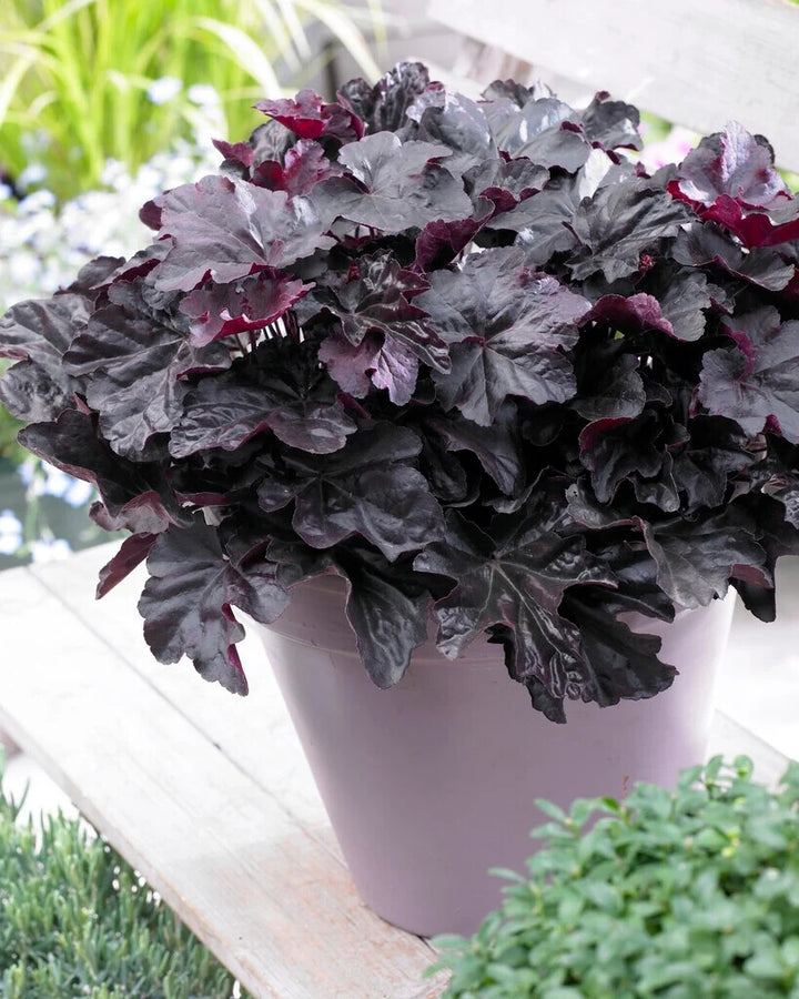 Black Obsidian Flower Seeds for Planting – Heirloom Non-GMO, High Germination Organic Garden Seeds