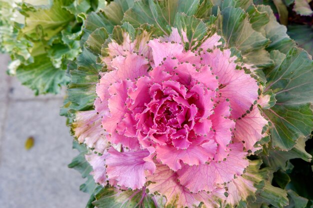 Light Pink Brassica Oleracea Flower Seeds for Planting – Heirloom, Non-GMO, High Germination
