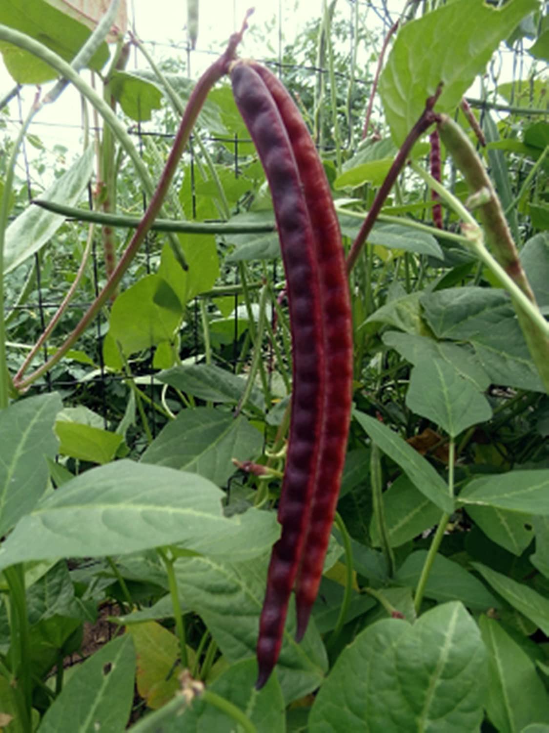 Cowpea Vegetable Seeds for Planting – Heirloom & Non-GMO Legume Seeds