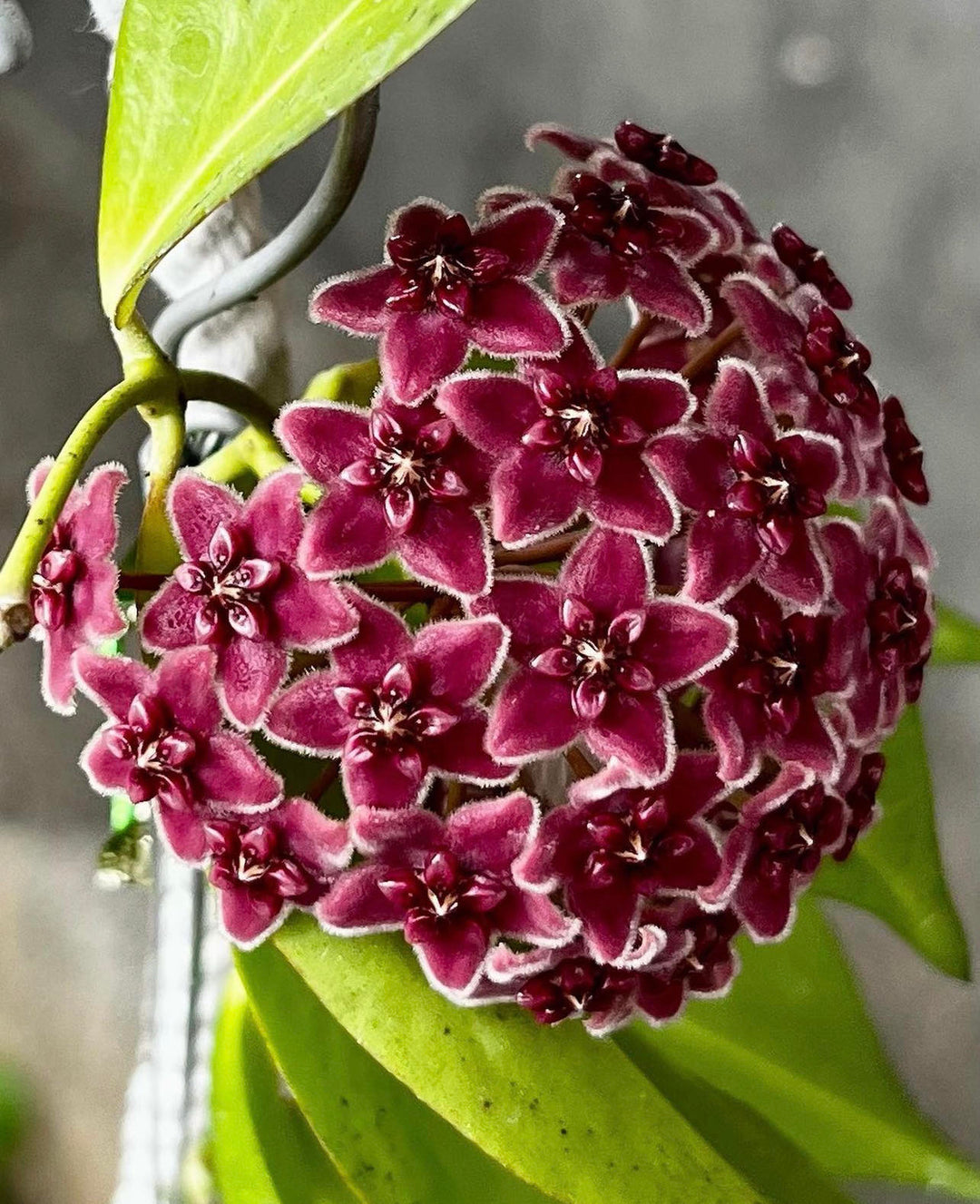 Flower Seeds, Seeds,Seeds For Planting,Plant Seeds