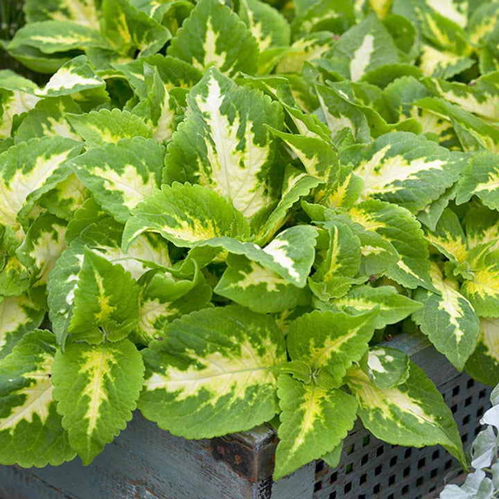 Green Yellow Coleus Flower Seeds for Planting – Heirloom, Non-GMO Long Bloom Season, High Germination Seeds