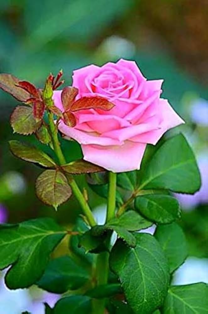 Pink Home Garden Rose Flower Seeds for Planting – Heirloom, Non-GMO, High Germination Organic Garden Seeds – Easy to Grow