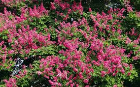 crepe Myrtle Flower Seeds for Planting | Heirloom Non-GMO Organic Garden Seeds | Premium Quality, 100pcs