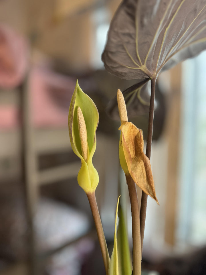 Alocasia Flower Seeds for Planting – Heirloom Non-GMO, High Germination Organic Garden Seeds