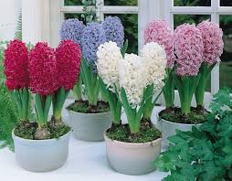 Mixed Hyacinth Flower Seeds for Planting | Heirloom Non-GMO Organic Garden Seeds | Bright Blooms, 100pcs