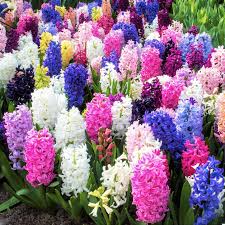 Mixed Hyacinth Flower Seeds for Planting | Heirloom Non-GMO Organic Garden Seeds | Bright Blooms, 100pcs