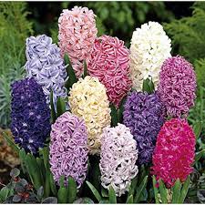Mixed Hyacinth Flower Seeds for Planting | Heirloom Non-GMO Organic Garden Seeds | Bright Blooms, 100pcs